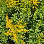 Solidago canadensisFlors