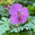 Geranium macrorrhizumFloare