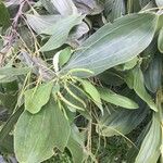 Acacia mangium Ліст