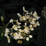 Begonia involucrata Flower