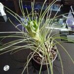 Tillandsia punctulata Hoja