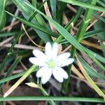 Stellaria longipes Virág