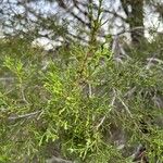 Juniperus pinchotii Lehti