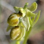 Ophrys virescens Mosusu