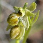 Ophrys virescens Sonstige