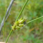 Carex oligosperma Ovoce