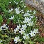 Arenaria montana ശീലം