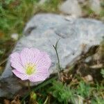 Geranium cinereumFlor