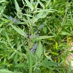 Caryopteris × clandonensisFlower