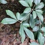 Metrodorea nigra Leaf