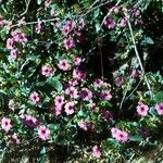 Mirabilis multiflora Хабит