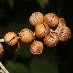 Itzaea sericea Flower