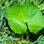 Calystegia silvatica Leaf