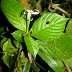 Chomelia tenuiflora Other