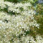 Filipendula ulmaria花