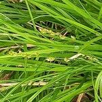 Carex remota Flor