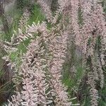 Tamarix parviflora Plante entière
