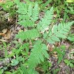 Botrychium virginianum Leaf