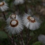 Petasites paradoxus Bloem