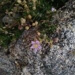 Spergularia rupicola Flower