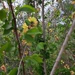 Ulmus carpinifolia Feuille