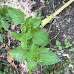 Ageratum conyzoidesЛист