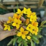 Kalanchoe laciniata Flor