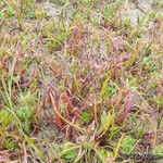 Plantago elongata 整株植物