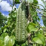 Luffa acutangula Frucht