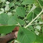 Crotalaria pallida পাতা