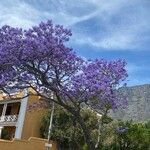 Jacaranda mimosifolia Cvet