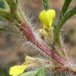 Ajuga chamaepitys Kwiat