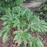 Fatsia japonica Folha