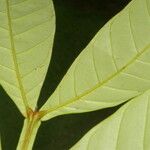 Guarea pterorhachis Leaf