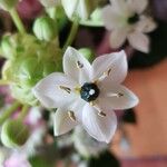 Ornithogalum arabicum Flor