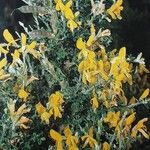 Genista canariensis Flor