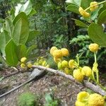 Hedycarya cupulata Bloem