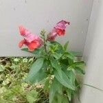 Antirrhinum majus Flower