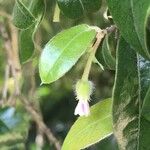 Diospyros whyteana Flower