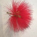 Calliandra tweedieiപുഷ്പം