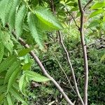 Sorbaria sorbifolia Bark