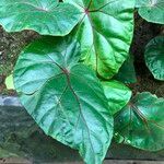 Begonia handelii Folha