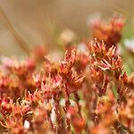 Sedum litoreum Foglia