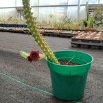 Huernia macrocarpa Buveinė