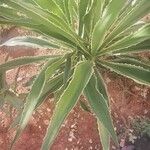 Furcraea selloana Folha