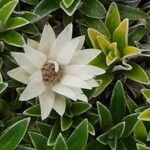 Helichrysum praecurrens Flor