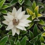 Helichrysum praecurrens Flower