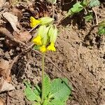 Primula verisFlower