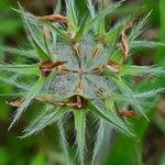 Trifolium stellatum Fruit