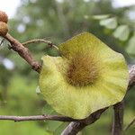 Pterocarpus angolensis Fruto